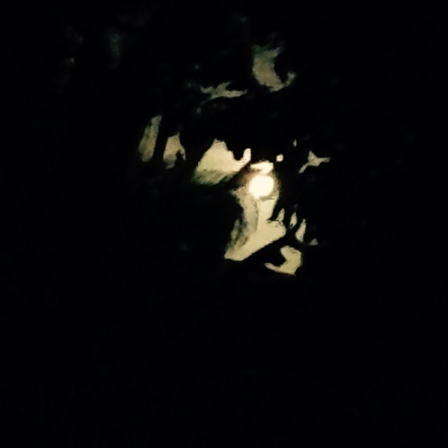 full-moon-through-trees